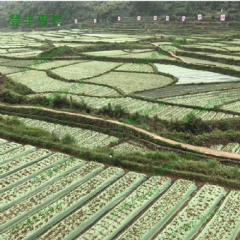 廣東省廠家批發(fā) 登豐惠農 品牌 綠黑色防草布 透氣透水保溫保濕環(huán)保可降解園藝地布