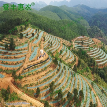 廣東 登豐惠農 綠黑色白黑色防草布 可透氣透水保溫保濕環(huán)保可降解園藝地布