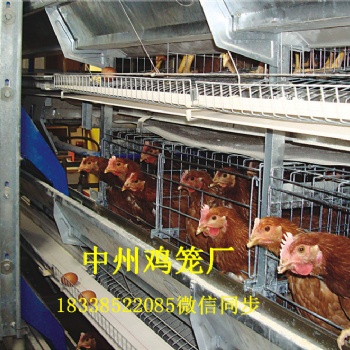 江蘇雞籠廠小型層疊蛋雞籠階梯式雞籠全自動(dòng)清糞機(jī)設(shè)備