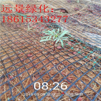 四川護(hù)坡毯 臨汾生態(tài)袋 荒漠化治理環(huán)保草毯 環(huán)境綠化用植物纖維毯