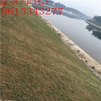 植物纖維毯護(hù)坡 植生毯礦山復(fù)綠 生態(tài)袋鋪設(shè)標(biāo)準(zhǔn) 植生毯質(zhì)量好