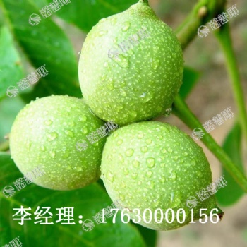 諾普琳核桃根補精華能讓核桃增產(chǎn)30％