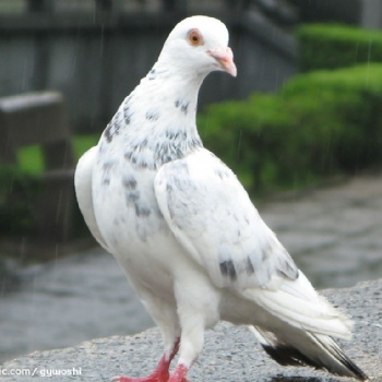 鴿子沙門氏菌如何預(yù)防？