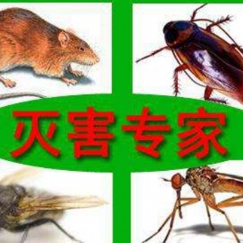 ?？诎紫伔乐?滅老鼠
