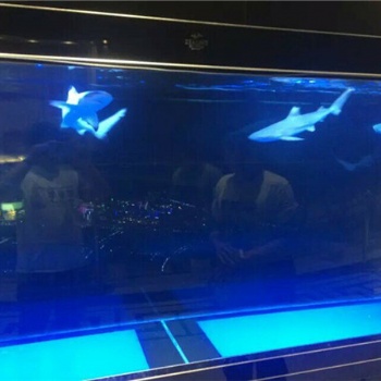 海獅表演租賃全國(guó)展演