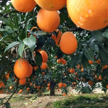 安平茂倫牌臍橙果樹及果樹苗防蟲網罩定制大寬幅