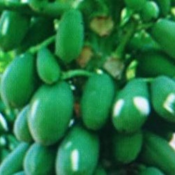臺灣（臺農(nóng)7號）木瓜苗