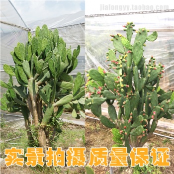 紅花仙人掌 多年生花卉及多肉及多漿植物科屬 胭脂掌 紅花團(tuán)扇