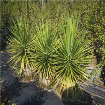 細(xì)葉絲蘭 盆栽 綠化植物 造景好看品種 沙漠植物