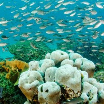 SAG中檢聯(lián)提供海洋生物體質(zhì)量檢測海洋監(jiān)測第三方檢測機構(gòu)