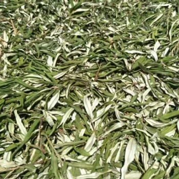沙棘葉原料 寧夏產(chǎn)地野生沙棘葉供應(yīng) 中藥材沙棘葉產(chǎn)地批發(fā)
