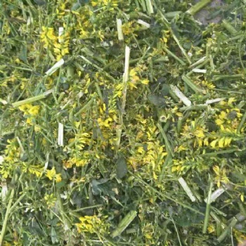 黃花草木樨寧夏產(chǎn)地供應(yīng) 草木樨哪里有 草木樨原料價(jià)格