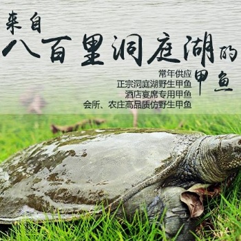 外塘甲魚價格 外塘甲魚價格 質優(yōu)價平