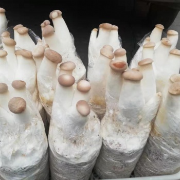 有機(jī)活體菌菇當(dāng)天配送新潮吃法火遍全城