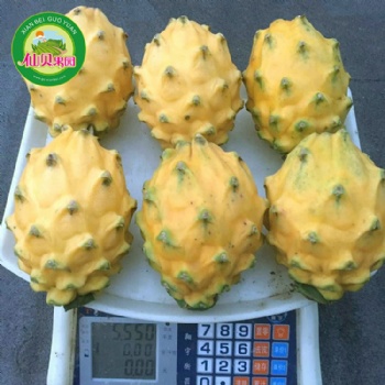 燕窩果苗帶根帶芽粗壯苗廣州大基地產(chǎn)地直供