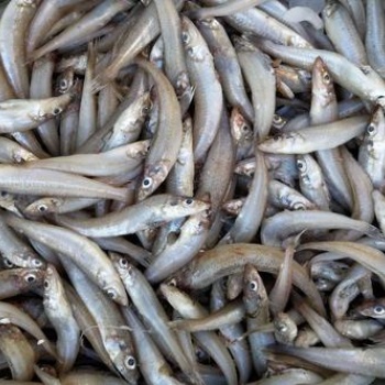 厄瓜多爾沙丁魚進(jìn)口報(bào)關(guān)一定準(zhǔn)備好這些資料
