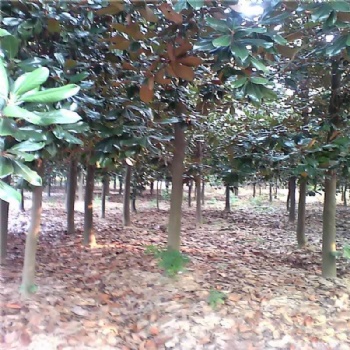江蘇廣玉蘭價(jià)格南京廣玉蘭價(jià)格