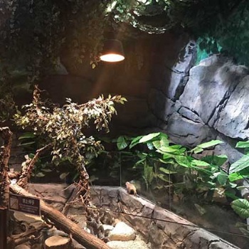 四川室內(nèi)動物園景觀的設(shè)計(jì)及制作
