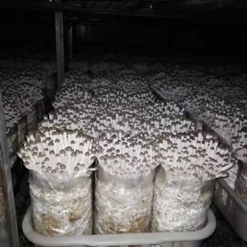 有機活體鮮香菇蟹味菇基地直發送貨上門