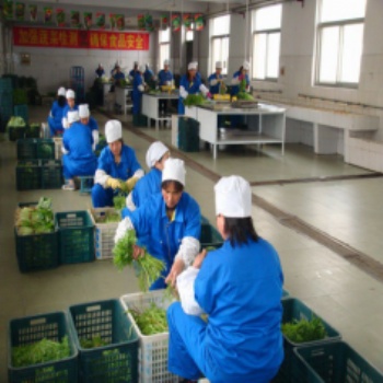 專業(yè)的蔬菜生鮮配送公司