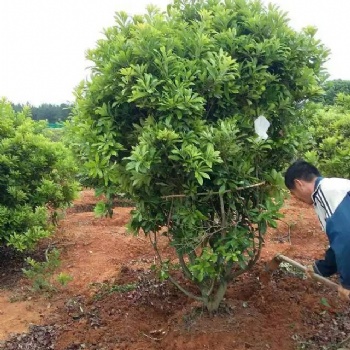 江西楊梅生產(chǎn)基地｜楊梅報價｜楊梅苗圃｜楊梅基地