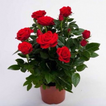 供應玫瑰 月季 東莞綠植養護 薔薇花 紫金露 康乃馨 牽牛花