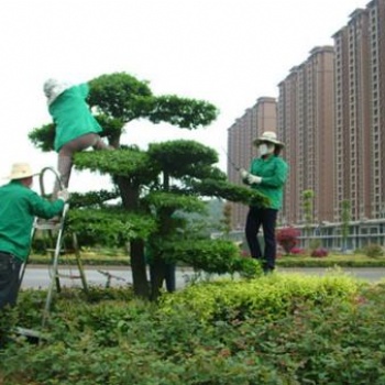 承接別墅綠化養護，私家花園綠化保養，廠區綠地管理