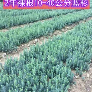 2年生 10-40公分美國藍(lán)杉樹苗 吉林貨源