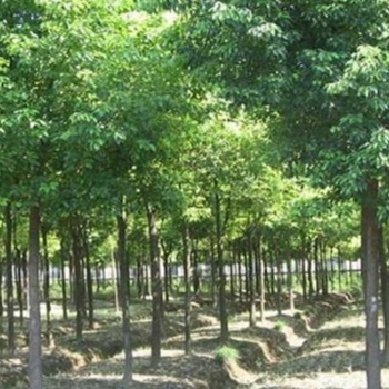 供應(yīng)廣西苦楝樹(shù)苗和苦楝 花心木苗與苦煉樹(shù)苗推薦
