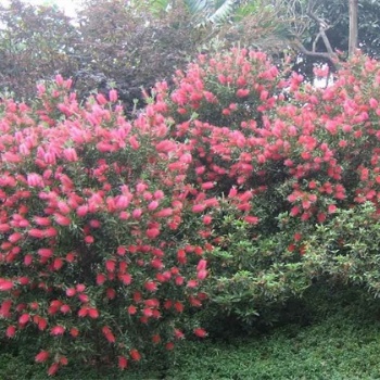 供應(yīng)桃金娘苗和山捻子苗示范場(chǎng) 廣西山竹樹(shù)與稔子樹(shù)產(chǎn)地