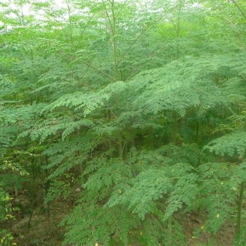 供應(yīng)任豆樹(shù)苗專版 廣西任豆樹(shù)種子簡(jiǎn)介