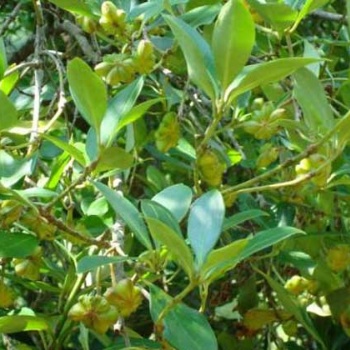 供應(yīng)廣西嫁接八角苗與茴香苗種子農(nóng)業(yè)園
