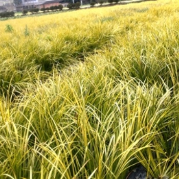 成都金葉菖蒲基地郫都區(qū)名川園藝場(chǎng)供應(yīng)金葉菖蒲