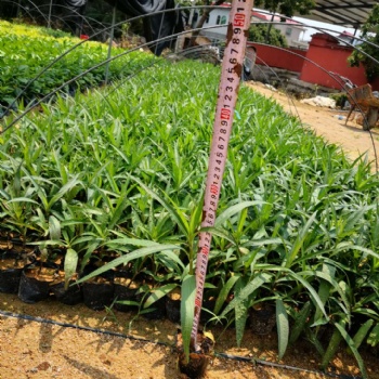 翠花蘆莉耐寒室外露天 多年生宿根庭院 別墅盆栽地栽好養(yǎng)花卉