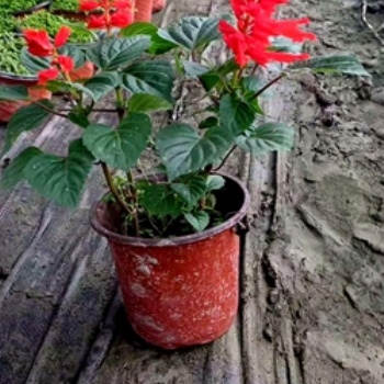 成都草花一串紅 基地 批發(fā) 價(jià)格 圖片 成都苗木 名川園藝場(chǎng)