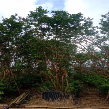 紫薇四季綠化 庭院室外花卉 植物苗木風(fēng)景樹(shù)苗 四季常開(kāi)