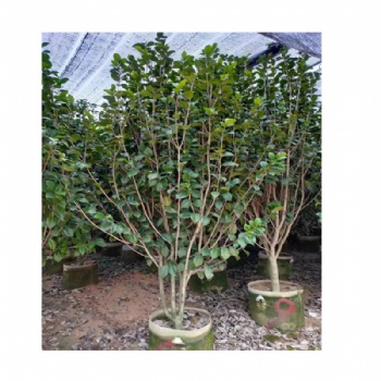 茶花盆栽基地批發(fā) 四季茶花開(kāi)花不斷