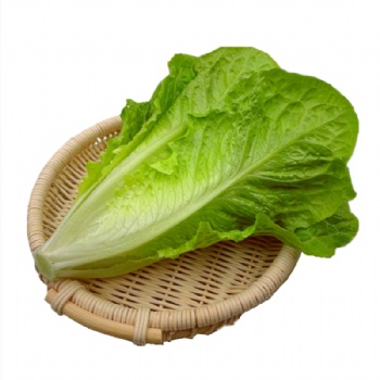 羅馬生菜散葉新鮮果蔬綠色蔬菜沙拉火鍋西餐食材批發(fā)銷售餐飲門店西餐廳酒店供應(yīng)超市直供全國(guó)物流冷鏈保鮮上