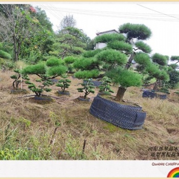 優(yōu)質(zhì)別墅用苗_造型黑松苗木_瀏陽(yáng)精品黑松基地批發(fā)找張總