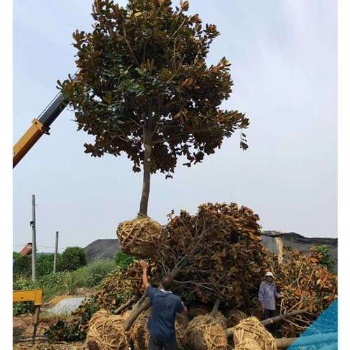 全冠廣玉蘭苗木|瀏陽(yáng)移栽廣玉蘭優(yōu)惠促銷找張總