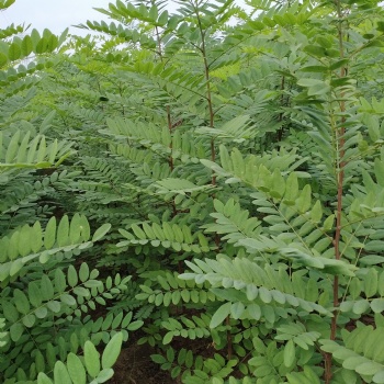 新品種無(wú)刺槐 速生刺槐 刺槐小苗 成活率高 荒山造林