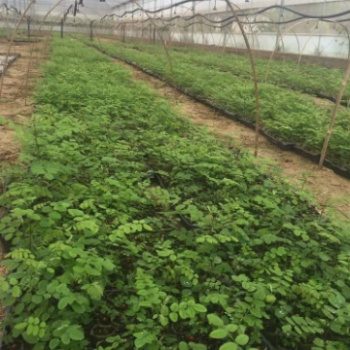 新品種無(wú)刺槐 速生刺槐小苗 刺槐成活率高 安徽批發(fā)