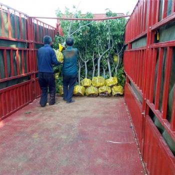 河北櫻桃苗 石家莊櫻桃苗 贊皇櫻桃苗 鮑家灘櫻桃苗 保定櫻桃苗 滿山紅櫻桃苗批發(fā)