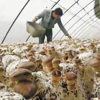 溫室大棚種植香菇的優(yōu)勢(shì)