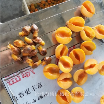 廠家供應杏子去核機 大中小型杏子去核設(shè)備 去核切半多功能