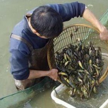 發(fā)財致富鮮活水產(chǎn)品泥鰍苗