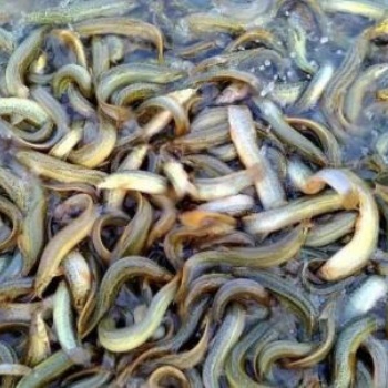 致富商機就在眼前，選擇湖北漁添下黃骨魚，泥鰍養(yǎng)殖