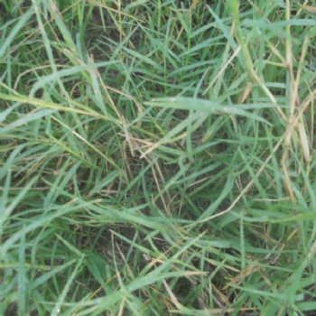 南寧景龍生態(tài) 大量批發(fā)零售狗牙根草種 種子