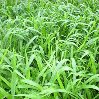 南寧景龍生態(tài) 大量批發(fā)零售寬葉雀稗草種 種子