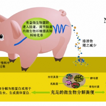 遠(yuǎn)離臭味養(yǎng)“香豬”北京金寶貝幫你實(shí)現(xiàn)